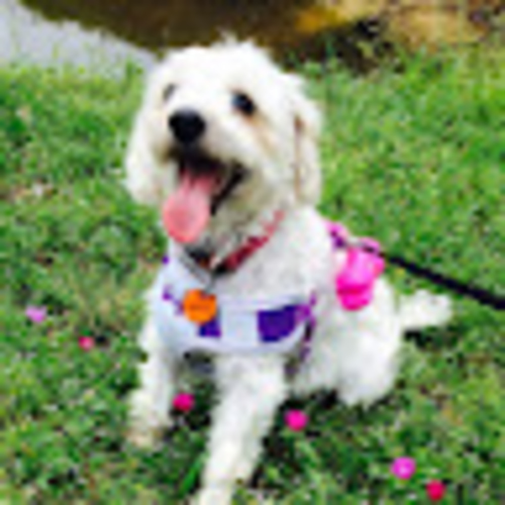 Meet your Posher, Ashlyn